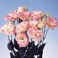 Lisianthus Echo Champagne PLT