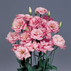 Lisianthus Echo Pink PLT