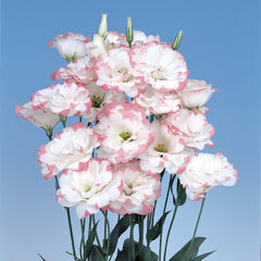 Lisianthus Echo Pink Picotee PLT