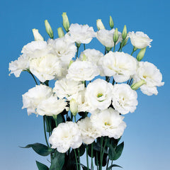Lisianthus Echo Pure White PLT