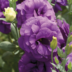 Lisianthus Mariachi Blue PLT