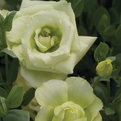 Lisianthus Mariachi Lime PLT