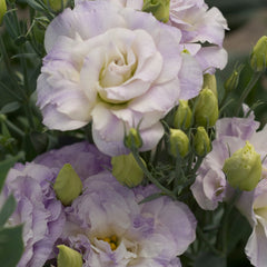 Lisianthus Mariachi Misty Blue PLT