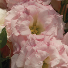 Lisianthus Mariachi Misty Pink PLT