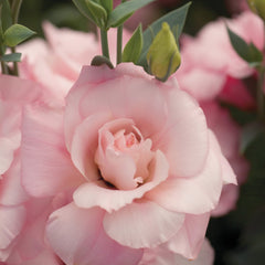 Lisianthus Mariachi Pink PLT