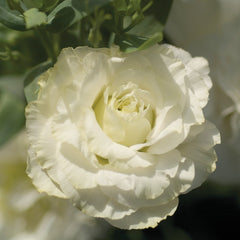 Lisianthus Mariachi Pure White PLT