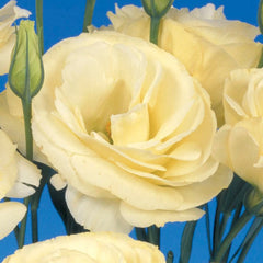 Lisianthus Mariachi Yellow PLT