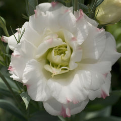 Lisianthus Mariachi Pink Picotee PLT