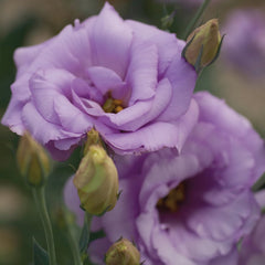 Lisianthus Mariachi Lavender PLT