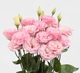 Lisianthus Mariachi Light Pink PLT