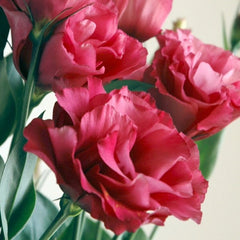 Lisianthus Mariachi Carmine PLT