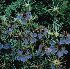 Nigella hispanica