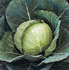 Cabbage Emerald Cross