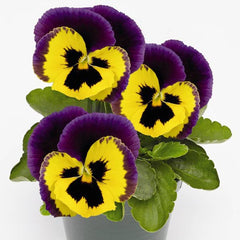 Pansy Inspire Plus Yellow Purple Wing Primed