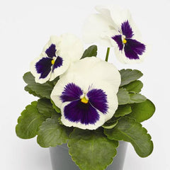 Pansy Inspire Plus White Blotch Primed
