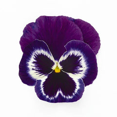 Pansy Inspire Plus Violet Face Primed