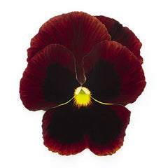 Pansy Inspire Plus Red Blotch Primed