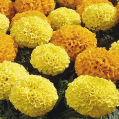 Marigold Discovery Mix CT