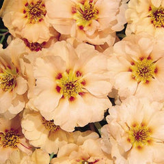 Portulaca Sundial Mango MPLT
