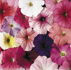 Petunia Celebrity Mix PLT