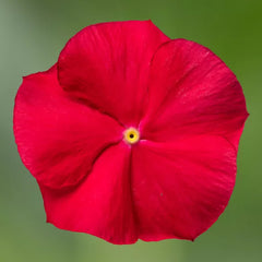 Vinca Cora XDR Red Glow