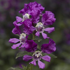 Cuphea Sriracha Violet