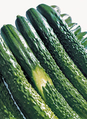 Cucumber Zipangu
