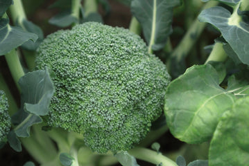 Broccoli Emerald Crown