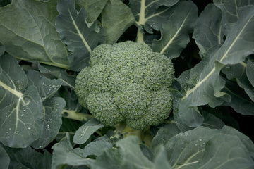 Broccoli Gypsy