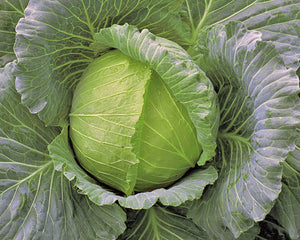 Cabbage K-K Cross Improved