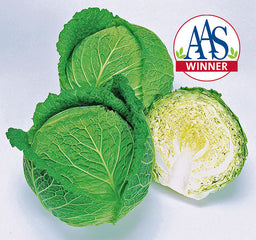 Cabbage Savoy Ace