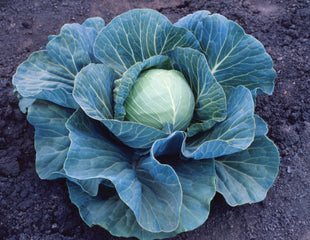 Cabbage Stonehead