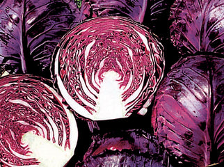 Cabbage Ruby Perfection