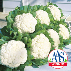 Cauliflower Snow Crown