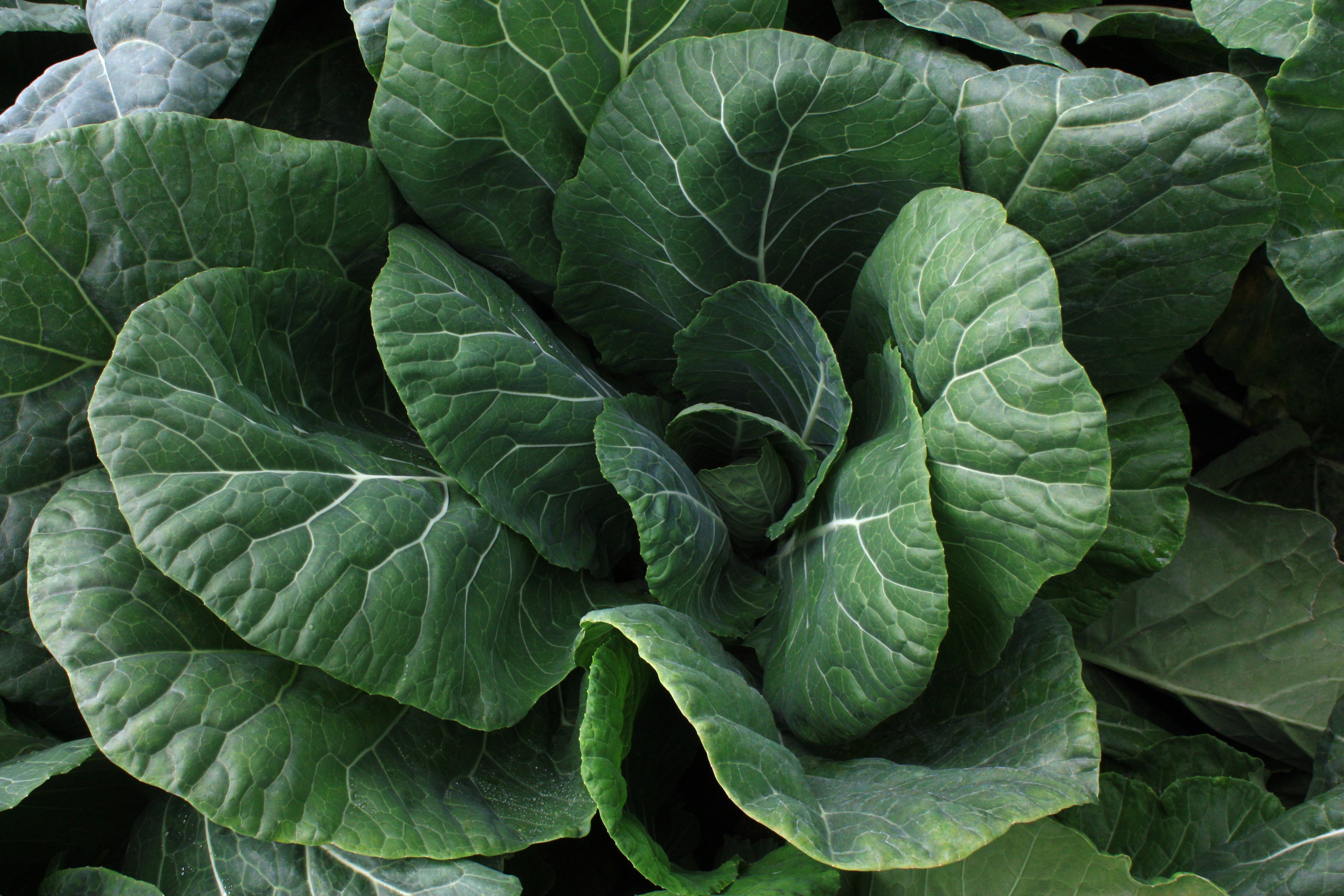 Collards Vates strain – Vis Seed