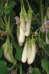 Eggplant Gretel