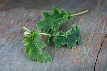 Kale Vates Blue Curled