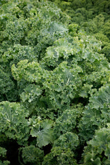 Kale Dwarf Siberian