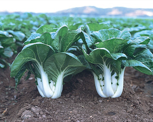 Pak Choi Joi Choi
