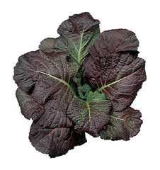 Mustard Red Giant