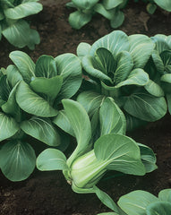 Mei Qing Pak Choi