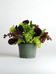 Lettuce Alfresco Blend MSPLT