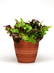 Lettuce City Garden Blend MSPLT