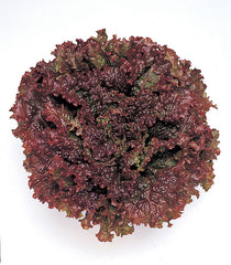 Lettuce New Red Fire CT