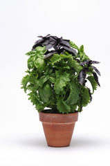 SimplyHerbs Try Basil  MPLT