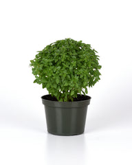 Basil Bonsai