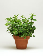 SimplyHerbs Oregano  MPLT