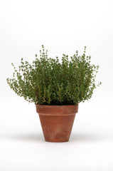 SimplyHerbs Thyme MPLT