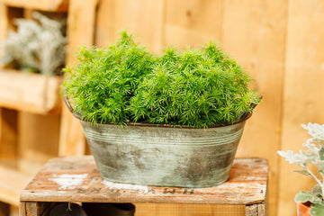 Tagetes Dropshot