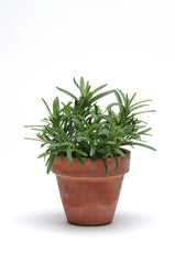 SimplyHerbs Rosemary MPLT
